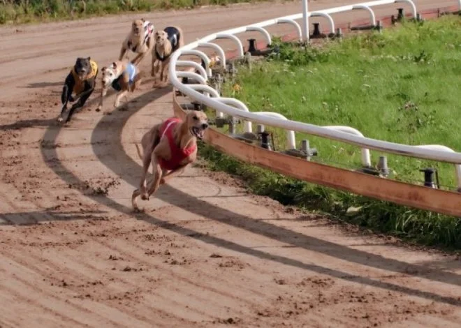 Não alcancei o osso e ainda perdi a corrida