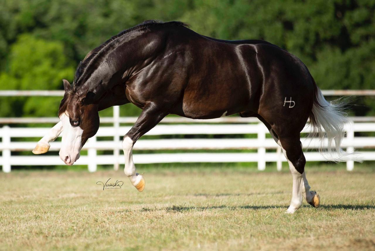 Cavalo brasileiro rende mais que a Mega da Virada